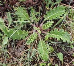Cirsium quercetorum