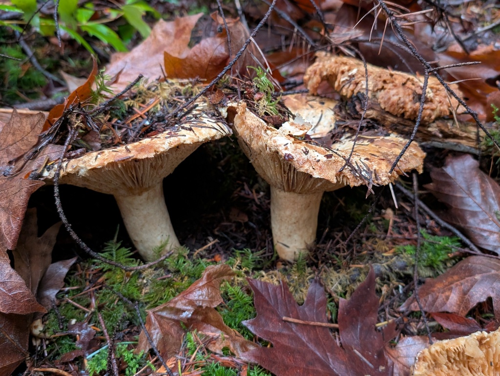 Russula brevipes · December 2025 · photo: © frondsinhighplaces (iNaturalist, cc-by)