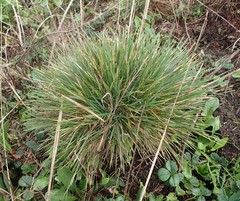 Deschampsia cespitosa holciformis