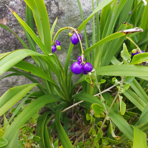 beach flax lily (Dianella congesta)