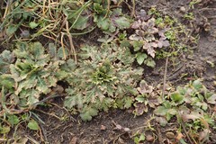 Sanicula arctopoides