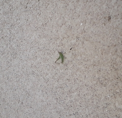 Acrididae