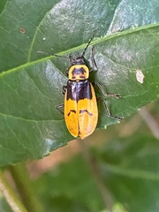 Chauliognathus spinipennis