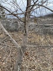 Populus deltoides deltoides