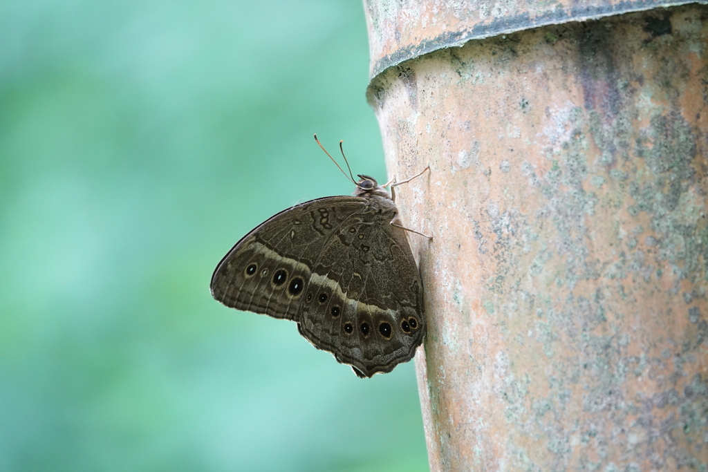 Labyrinth Insect Black-spotted Labyrinth from Nantou, Taiwan, Taiwan on June 29, 2025 at ...