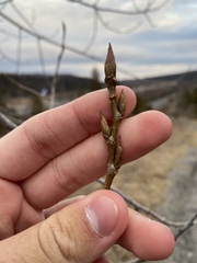 Populus deltoides deltoides