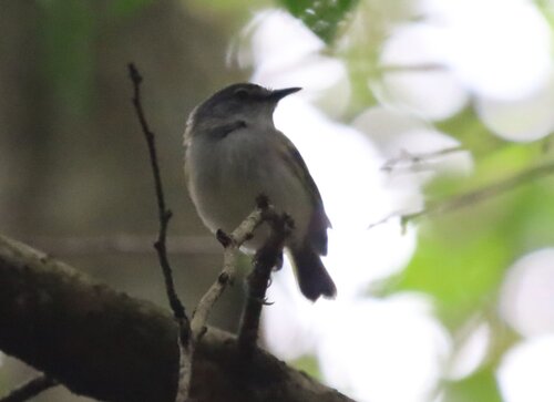 Slaty-headed Tody-Flycatcher (Poecilotriccus sylvia), photo 4
