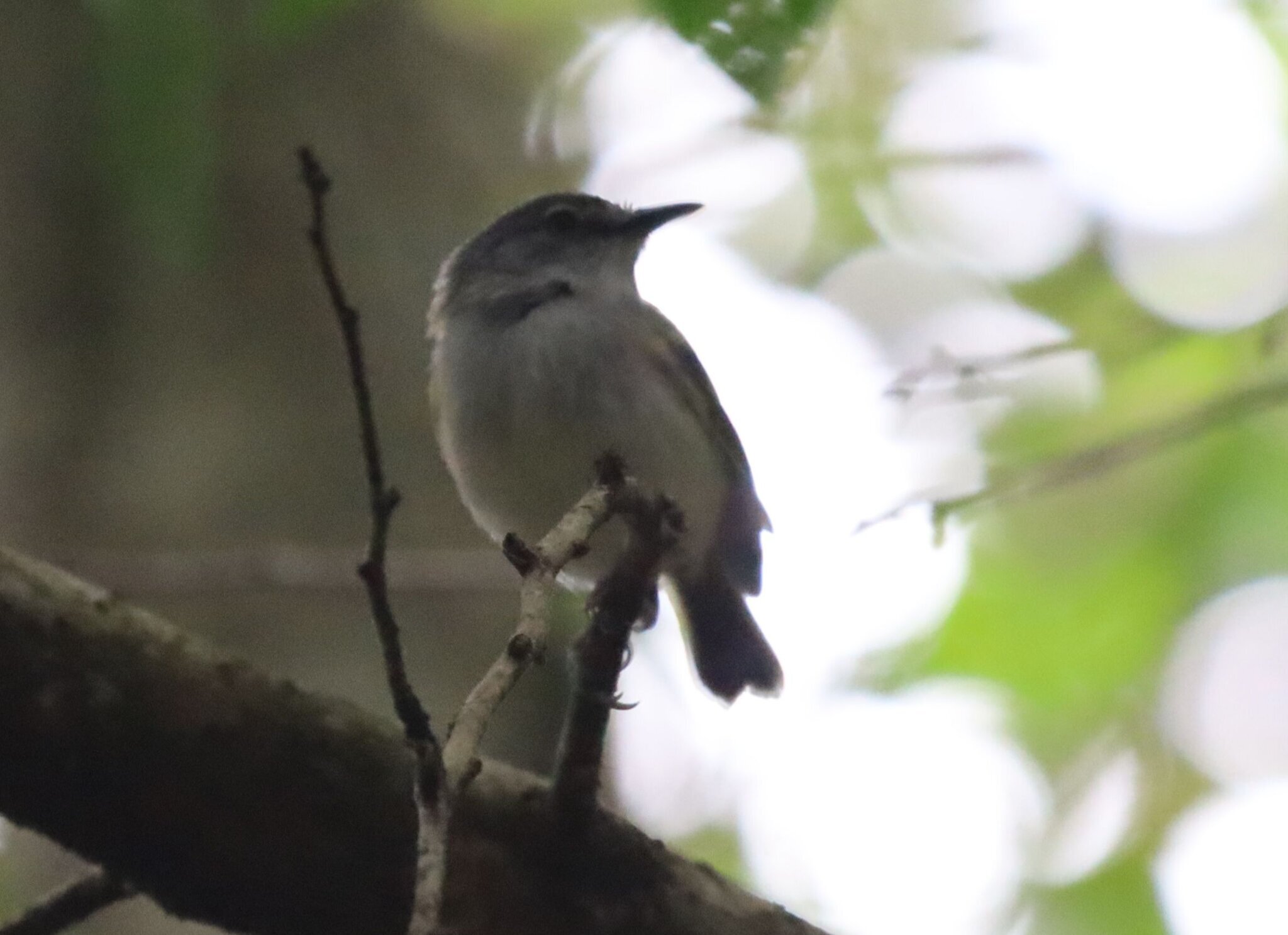Slaty-headed Tody-Flycatcher (Poecilotriccus sylvia), photo 4