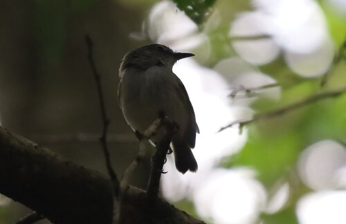 Slaty-headed Tody-Flycatcher (Poecilotriccus sylvia), photo 5