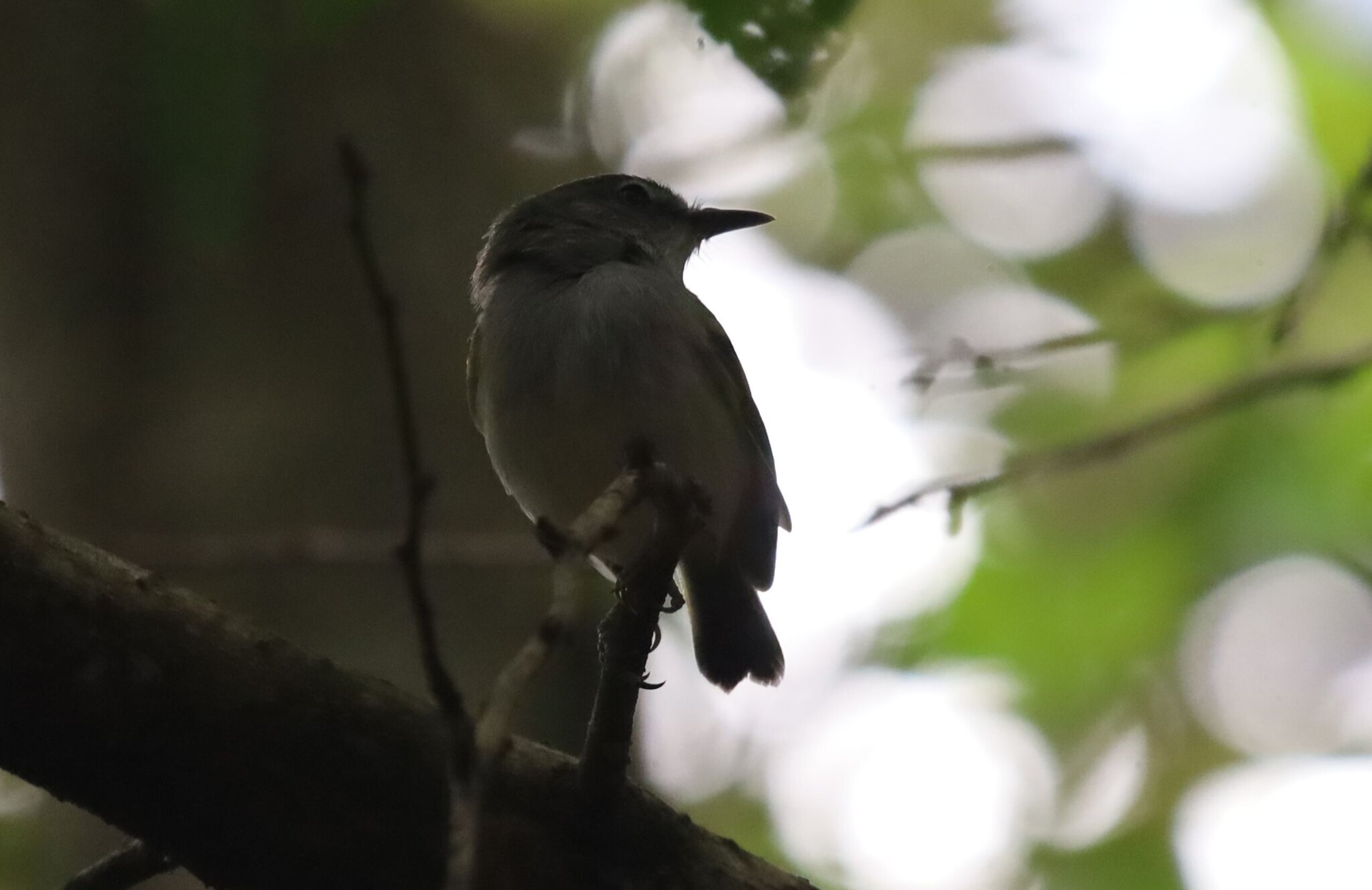 Slaty-headed Tody-Flycatcher (Poecilotriccus sylvia), photo 5