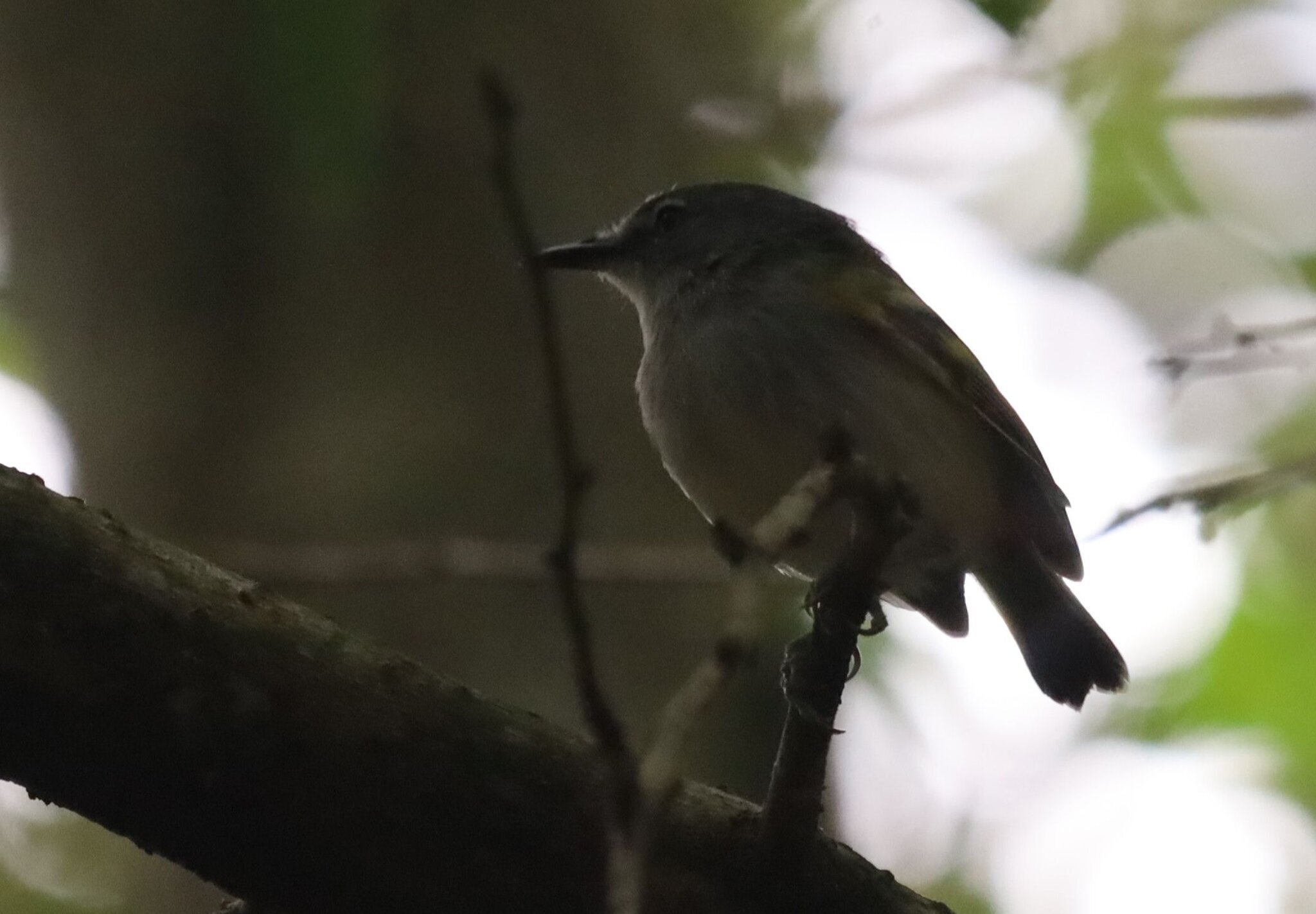 Slaty-headed Tody-Flycatcher (Poecilotriccus sylvia), photo 6