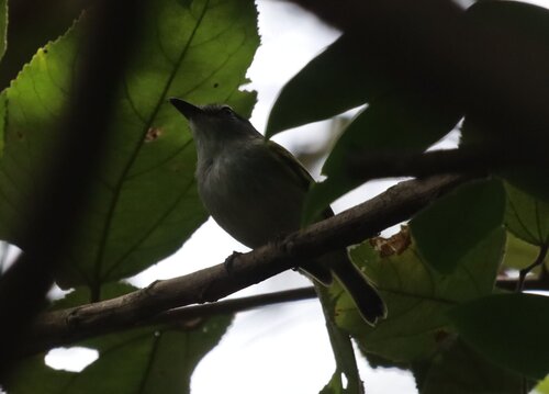 Slaty-headed Tody-Flycatcher (Poecilotriccus sylvia), photo 10