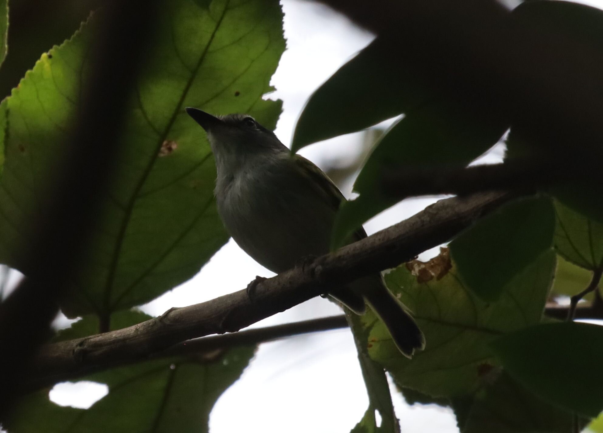 Slaty-headed Tody-Flycatcher (Poecilotriccus sylvia), photo 7
