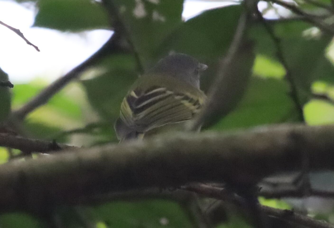 Slaty-headed Tody-Flycatcher (Poecilotriccus sylvia), photo 8