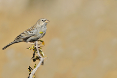 Rhopospina carbonaria