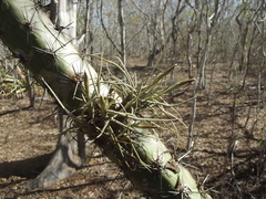 Tillandsia ferrisiana