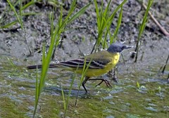 Motacilla flava cinereocapilla