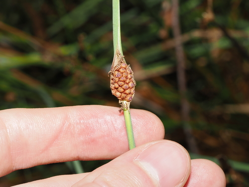 heron bristle-rush (Chorizandra cymbaria)