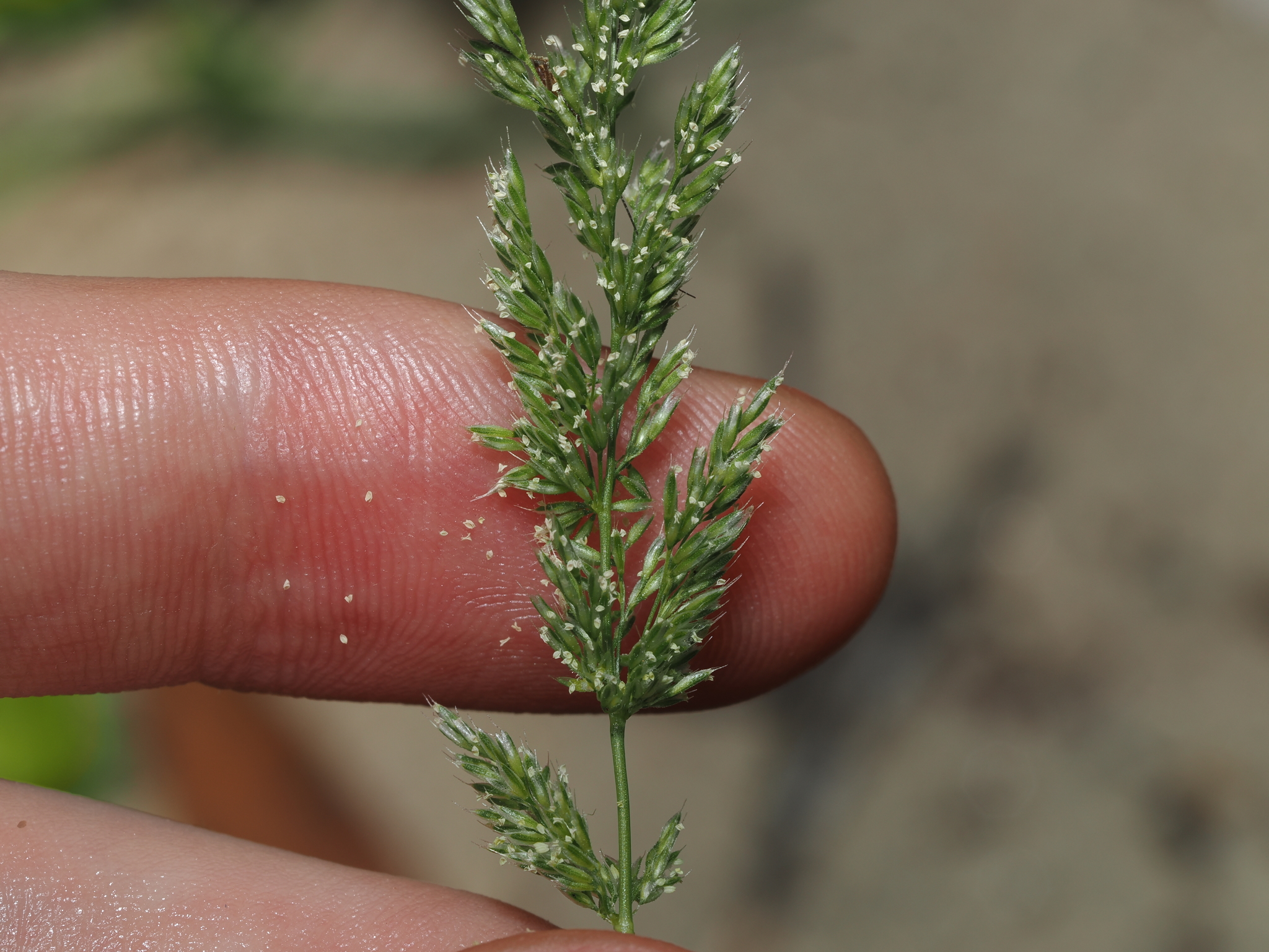× agropogon