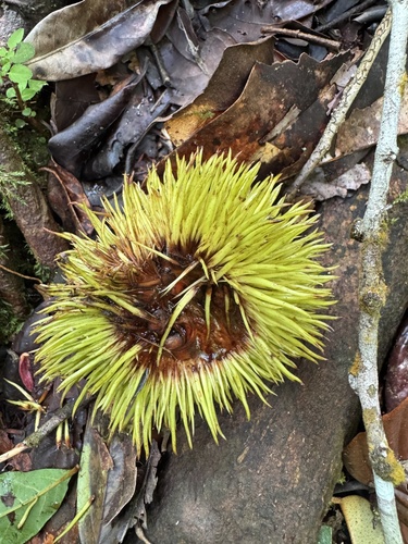 Cullenia rosayroana