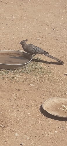 White-bellied Go-away-bird