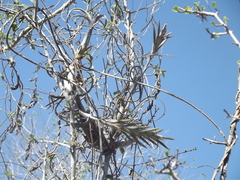 Tillandsia intermedia