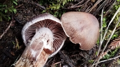 Cortinarius cisqhale