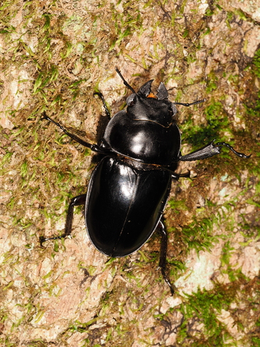 Neolucanus nitidus nitidus