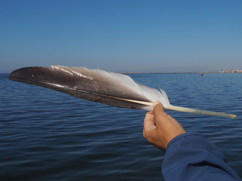 Plume de Pélican frisé