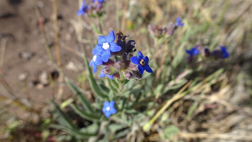 Cape Alkanet (Anchusa capensis)