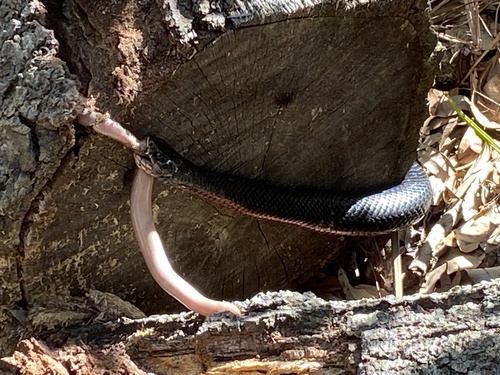 Red-bellied Black Snake sighting