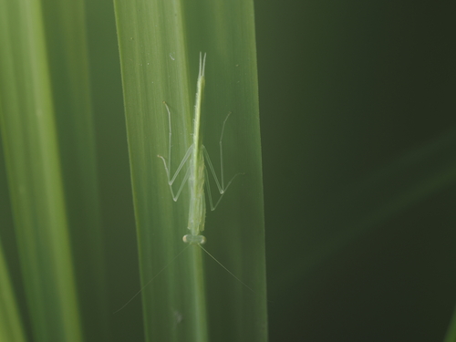 Glass Mantis