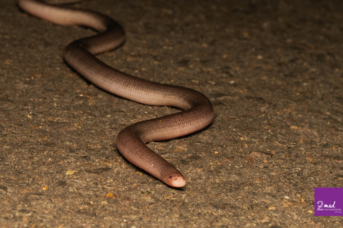 Blackish Blind Snake sighting