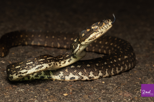 Diamond Python sighting