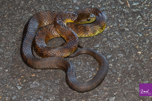 Tiger Snake sighting