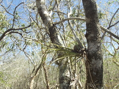 Tillandsia eistetteri