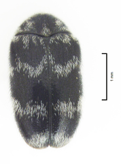 Trogoderma signatum