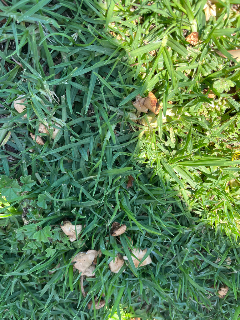 Marasmius oreades · December 2025 · photo: © evietchi (iNaturalist, cc-by-sa)