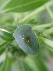 Nezara viridula
