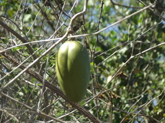 Amphilophium paniculatum