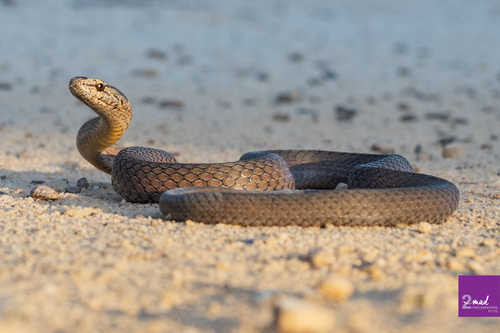 Mustard-bellied Snake sighting