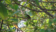 Edolisoma tenuirostre
