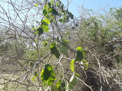 Amphilophium paniculatum