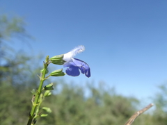 Salvia languidula