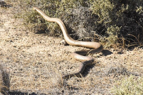 Eastern Brown Snake sighting