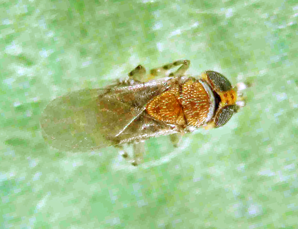 Metaphycus lounsburyi