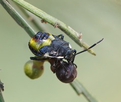 Aplerotus maculatus