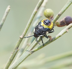 Aplerotus maculatus