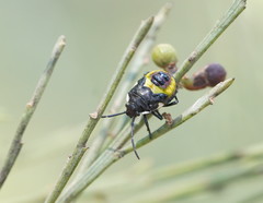 Aplerotus maculatus