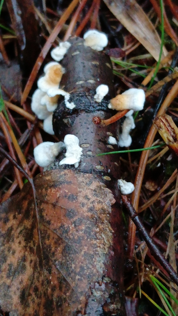 Plicatura crispa · December 2025 · photo: © tanya_iv (iNaturalist, cc-by)